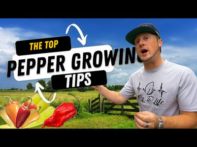 Discover How To Grow the Perfect Peppers - Stop Failing Now!