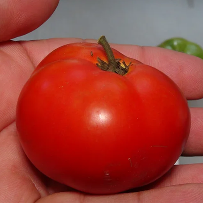 Sturt Desert Pea Tomato