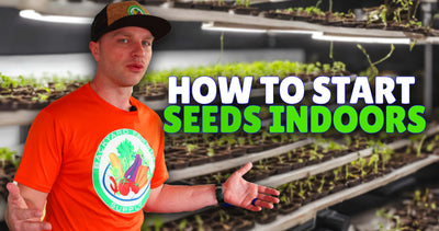 A Guide to Starting Seeds Indoors with Grow Lights