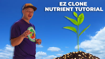 How To Nutrient Soak EZ Clone Plugs For Seedlings