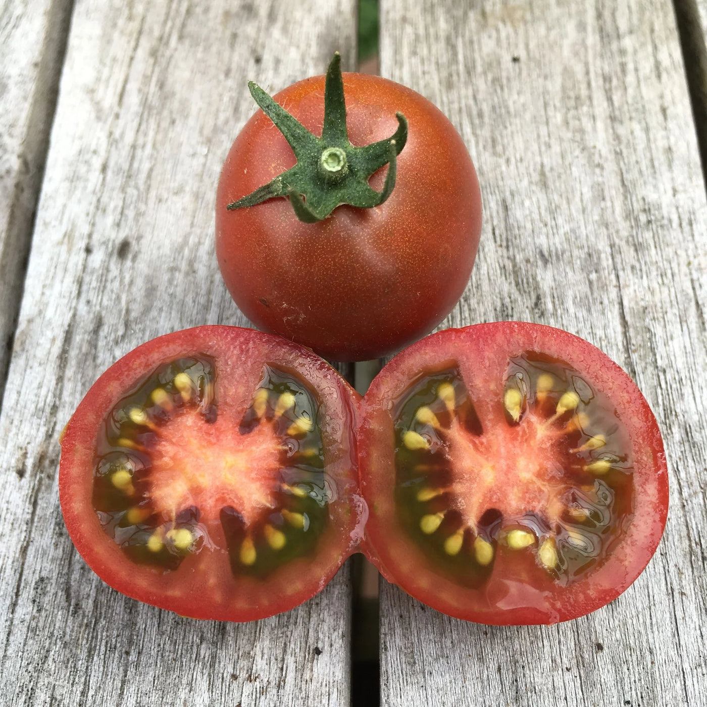 Bundaberg Rumball Dwarf Tomato