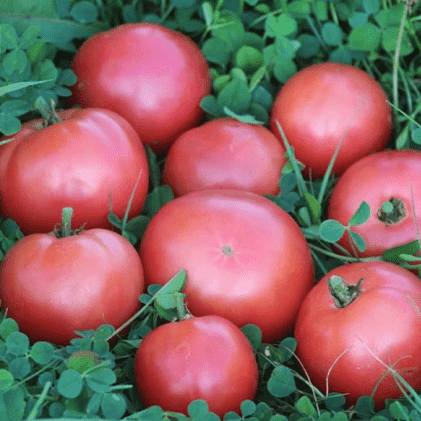 Clare Valley Pink Tomato