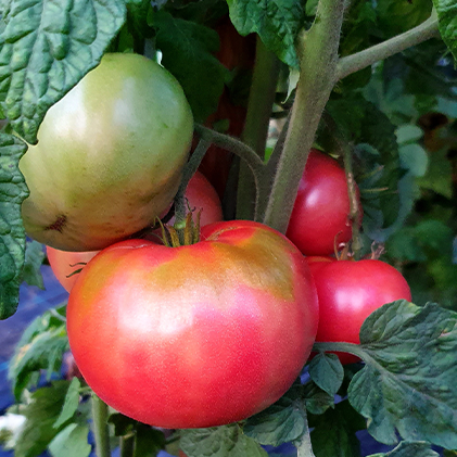 Coorong Pink Tomato