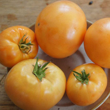 Dwarf Orange Cream Tomato