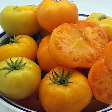 Dwarf Orange Cream Tomato
