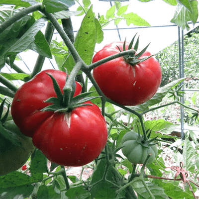 Tanunda Red Tomato