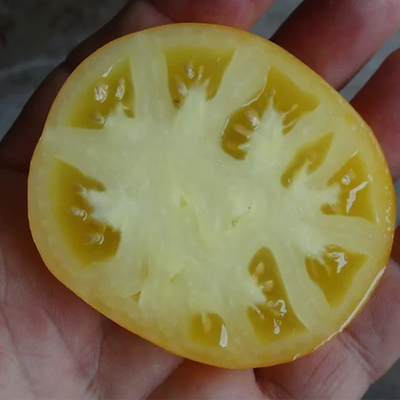 Dwarf Egypt Yellow Tomato