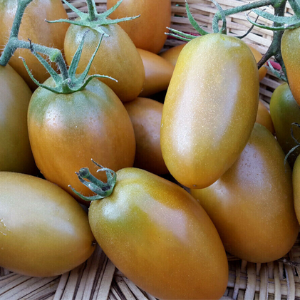 Dwarf Laura's Bounty Tomato