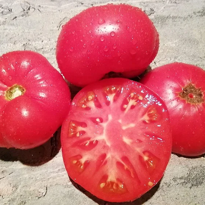 Dwarf Pink Livija Tomato