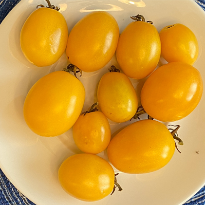 Dwarf Sunny's Pear Tomato