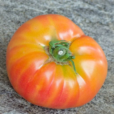 Dwarf Suz's Beauty Tomato