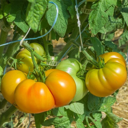 Dwarf Suz's Beauty Tomato