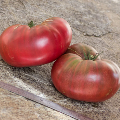 Dwarf Vince's Haze Tomato