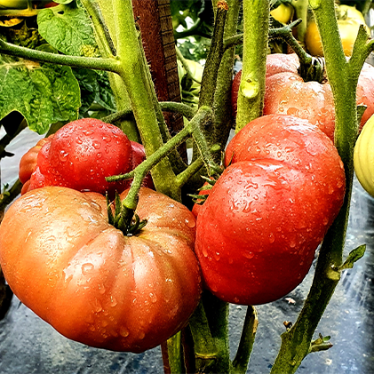 Dwarf Vince's Haze Tomato