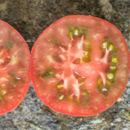 Perth Pride Tomato