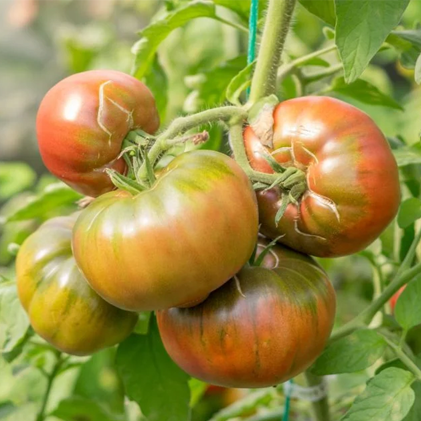 Perth Pride Tomato