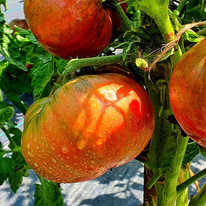 Sweet Adelaide Tomato