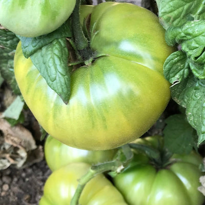 Summertime Green Tomato