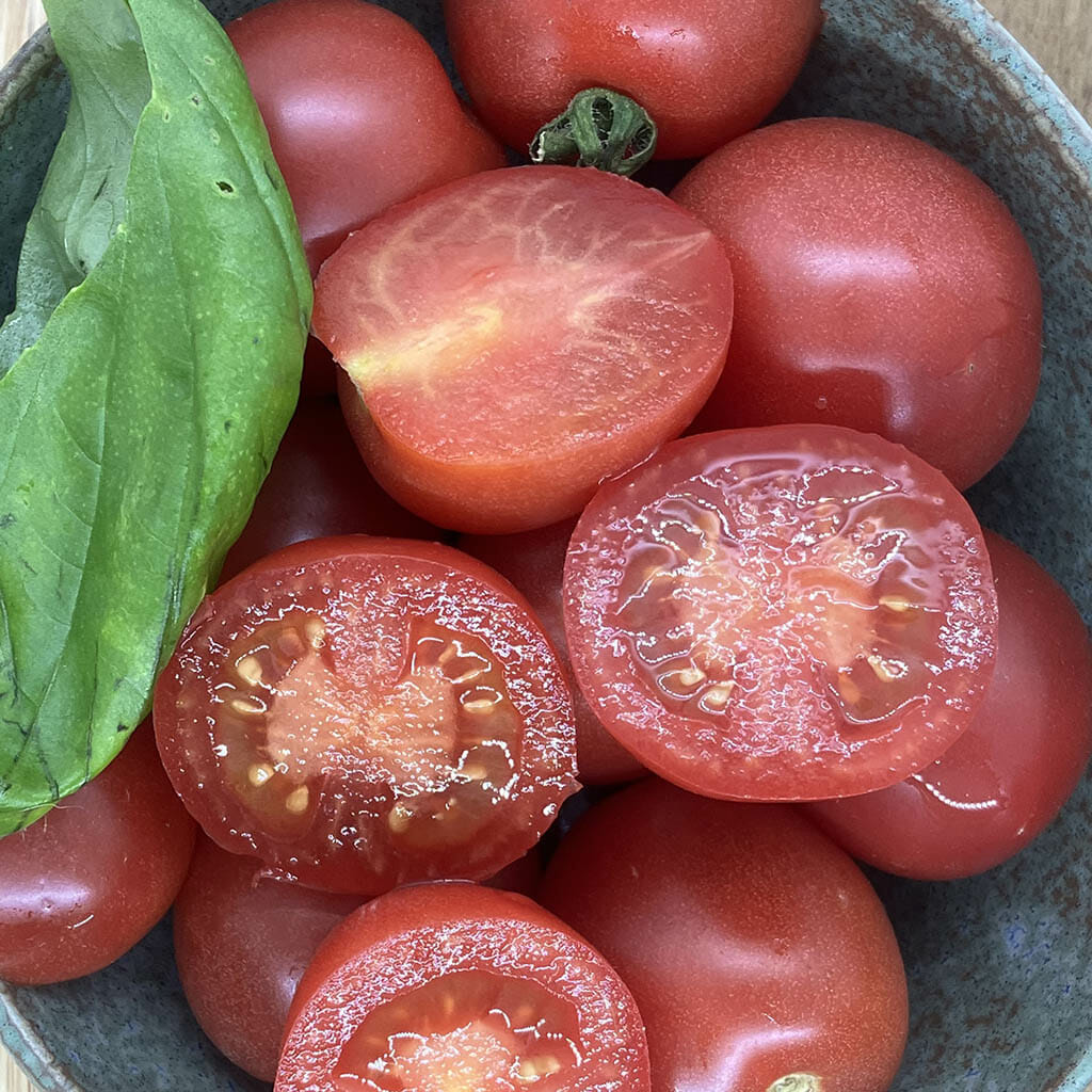 Dwarf Bendigo Rose Tomato
