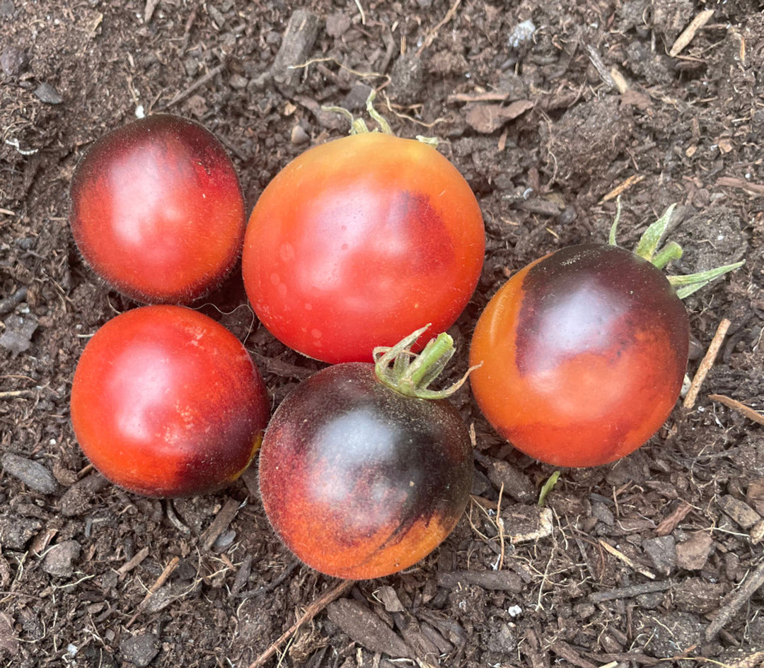 Dwarf Mocha's Cherry Tomato – Backyard Farming Supply