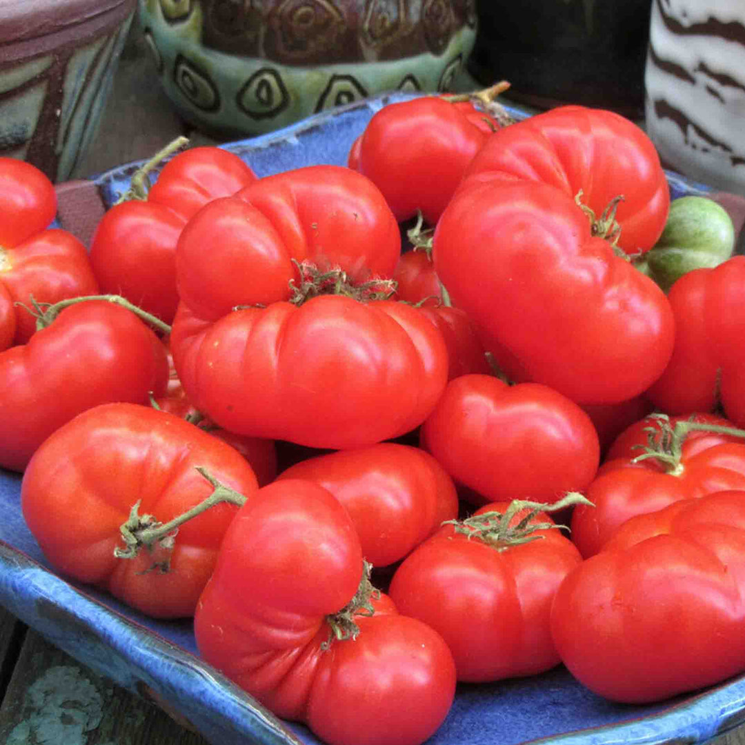 Dwarf Franklin County Tomato – Backyard Farming Supply
