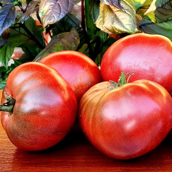 Dwarf Maura's Cardinal Tomato
