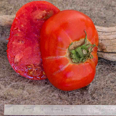 Dwarf Kodiak King Tomato