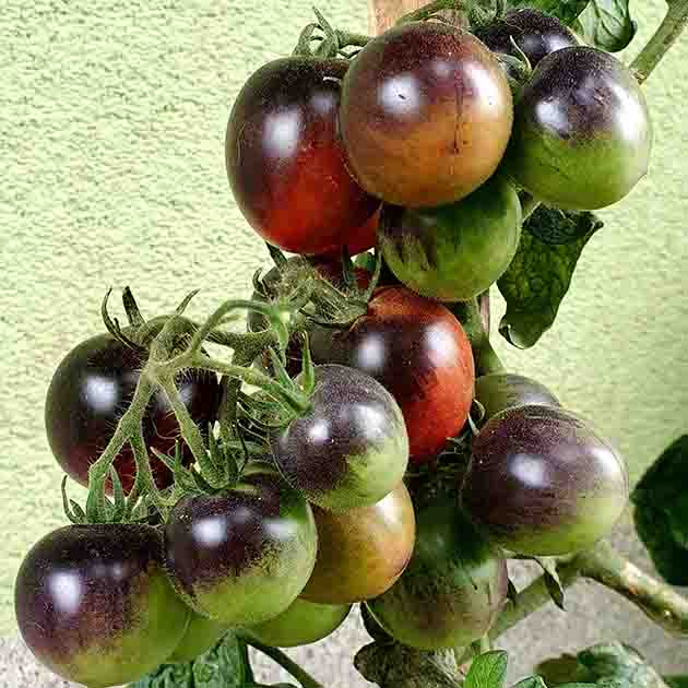 Dwarf Mocha's Cherry Tomato