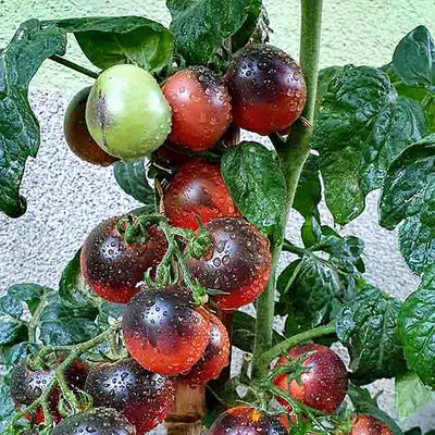 Dwarf Mocha's Cherry Tomato