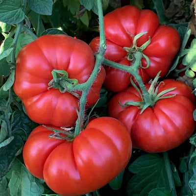 Dwarf Franklin County Tomato