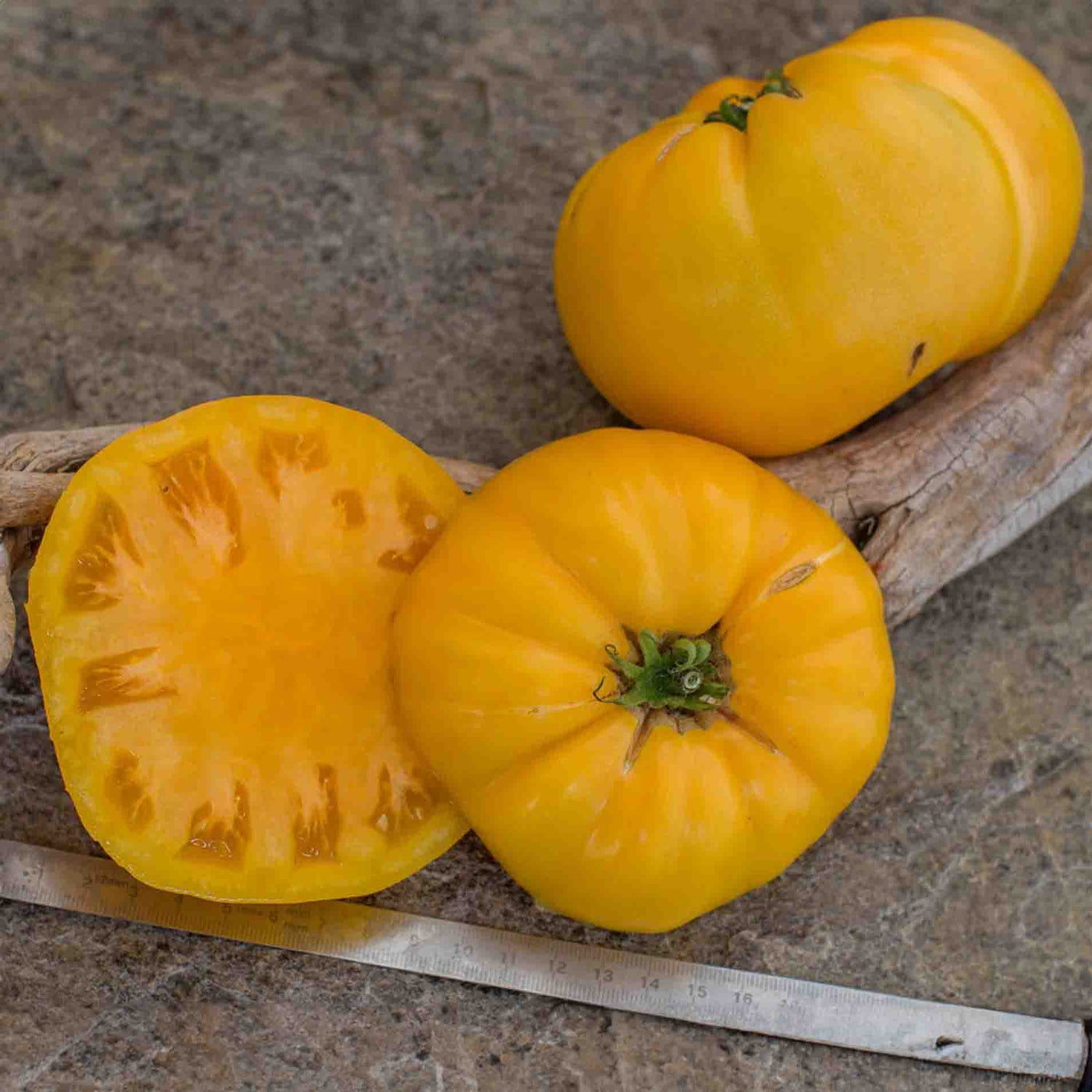 Dwarf Tanager Tomato